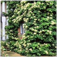 Beyaz Çiçekli Sarmaşık Soğuklara Dayanıklı Hydrangea Anomala Petiolaris Ortanca Fidanı