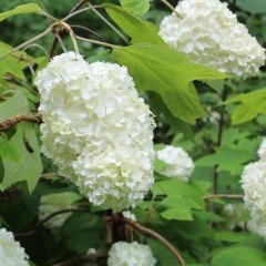 Beyaz Çiçekli Sarmaşık Soğuklara Dayanıklı Hydrangea Anomala Petiolaris Ortanca Fidanı