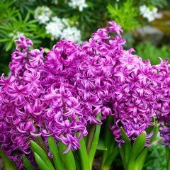 Yoğun Kokulu Purple Sensation Lilac Sümbül Soğanı (3 adet)