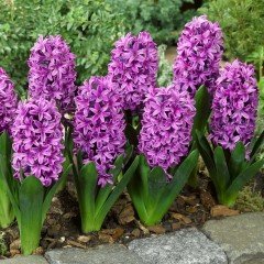 Yoğun Kokulu Purple Sensation Lilac Sümbül Soğanı (3 adet)