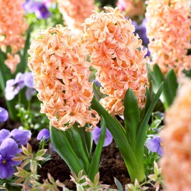 Yoğun Kokulu Peach Colour Gpsy Queen Sümbül Soğanı(3 adet)