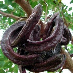 Tüplü Aşılı Keçi Boynuzu (Harnup) Fidanı Kıbrıs Aşısı