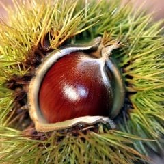 Tüplü Hacı Ömer Aşılı Kestane Fidanı