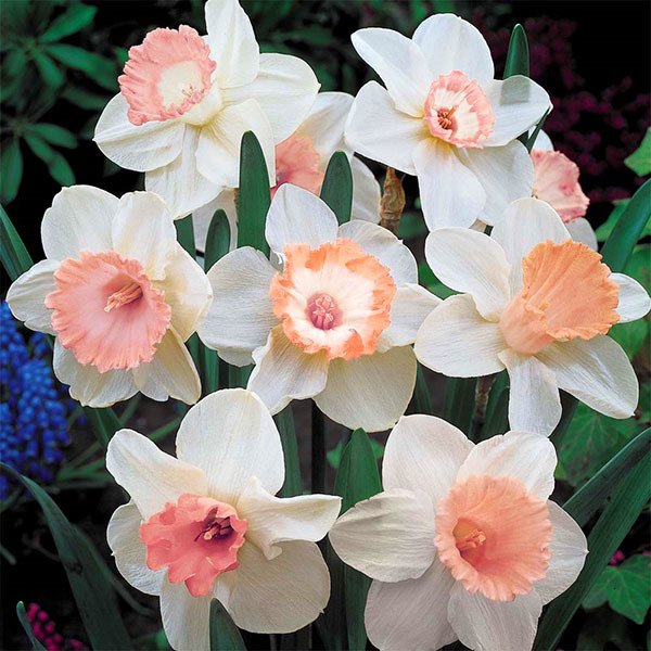 Pink Pembem Charm Kokulu Nergis Soğanı (5 adet)