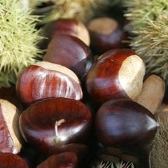 Tüplü Aşılı Kemer Kestane Fidanı