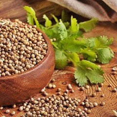 Anadolu Şifalı Kişniş Aşotu Fidesi (5 adet)