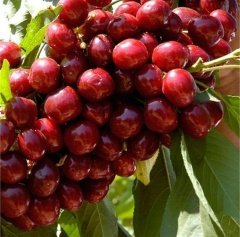 Tüplü Aşılı Yüksek Verimli Lapins Kiraz Fidanı