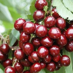 Tüplü Aşılı Kendine Verimli Stella Kiraz Fidanı