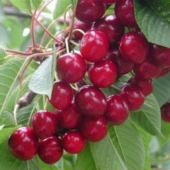 Tüplü Aşılı Leziz Verimli Van Kiraz Fidanı