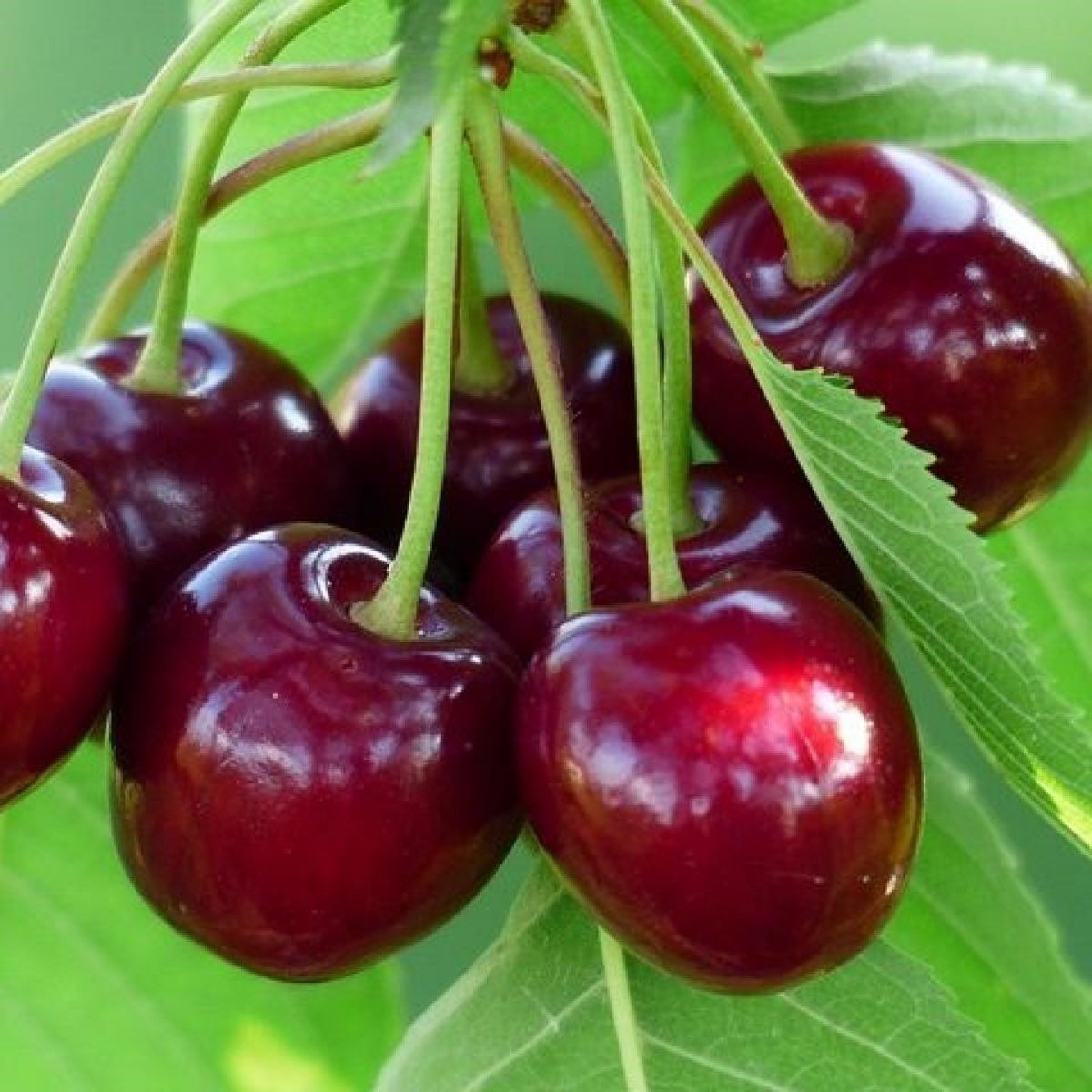 Tüplü Aşılı Kendine Verimli Celeste Kiraz Fidanı