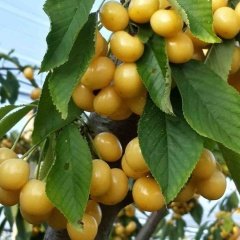 Tüplü Aşılı Yüksek Verimli Starks Gold Sarı Kiraz Fidanı