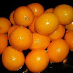 Tüplü Finike Kırmızı Rubrum Limon Fidanı