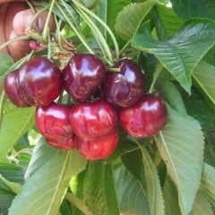 Tüplü Aşılı Çok İri Meyveli Verimli Bing Kiraz Fidanı