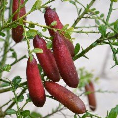 Meyve Verme Yaşında Tüplü  Mia Rose Pink Finger Lime Fidanı