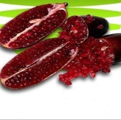 Meyve Verme Yaşında Tüplü Havyar Sunrise Finger Lime Fidanı