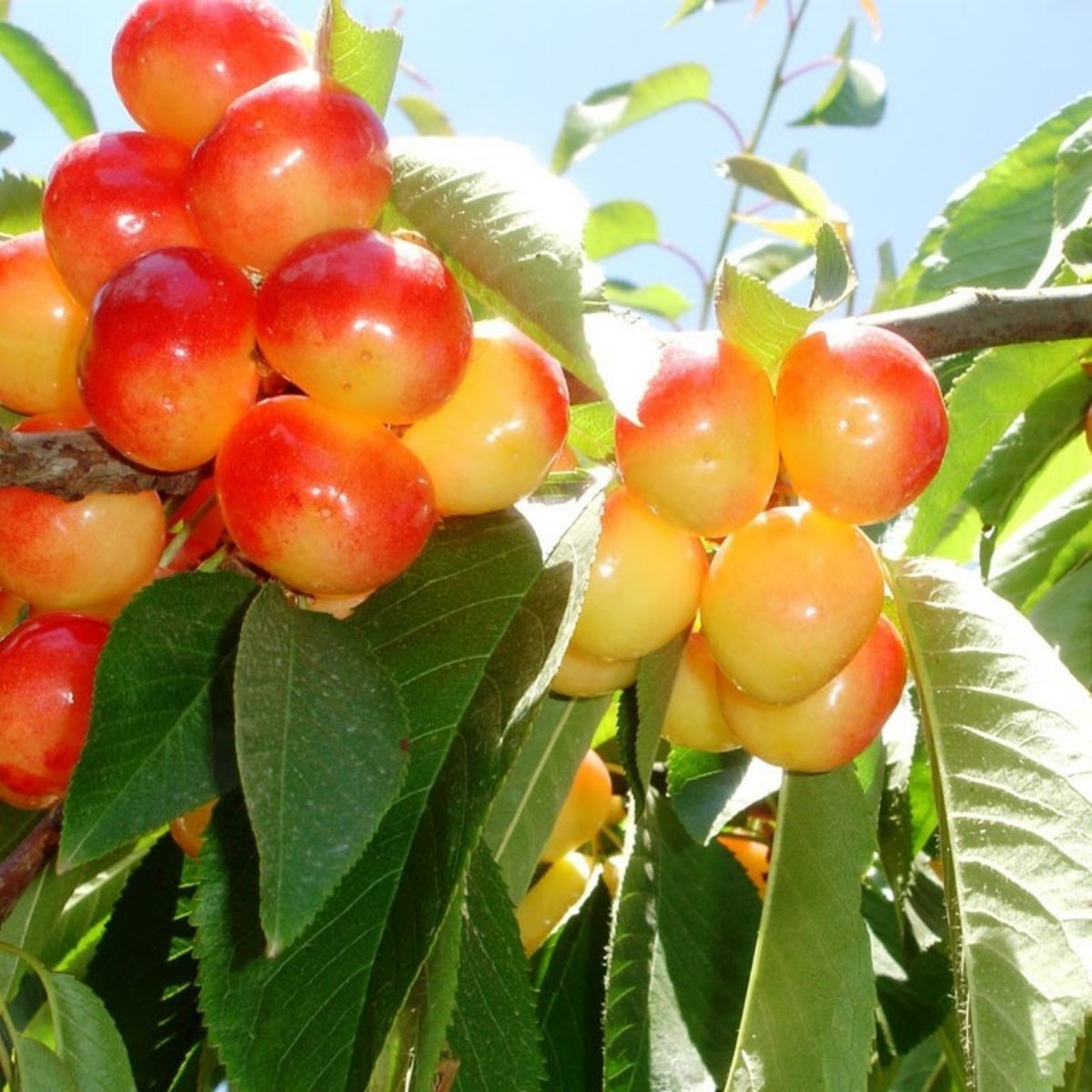 Tüplü Aşılı Özel Ürün Verimli Aromatik Rainer Kiraz Fidanı