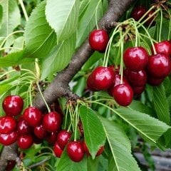 Tüplü Aşılı Yüksek Verimli Larian Kiraz Fidanı