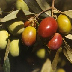 Akdeniz İncisi Orta Boy Sarı Ulak Zeytin (10 kg)
