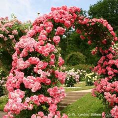 Tüplü Aşılı Kokulu Yediveren Pembe Rosarium Uetersen  Sarmaşık Gül Fidanı