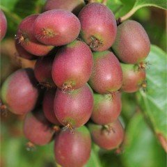 Tüplü Actinidia Arguta Ken's Red Kırmızı Kivi Fidanı