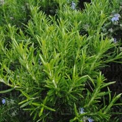 Aromatik Saksılık Abraxas Biberiye Fidesi (3 fide)