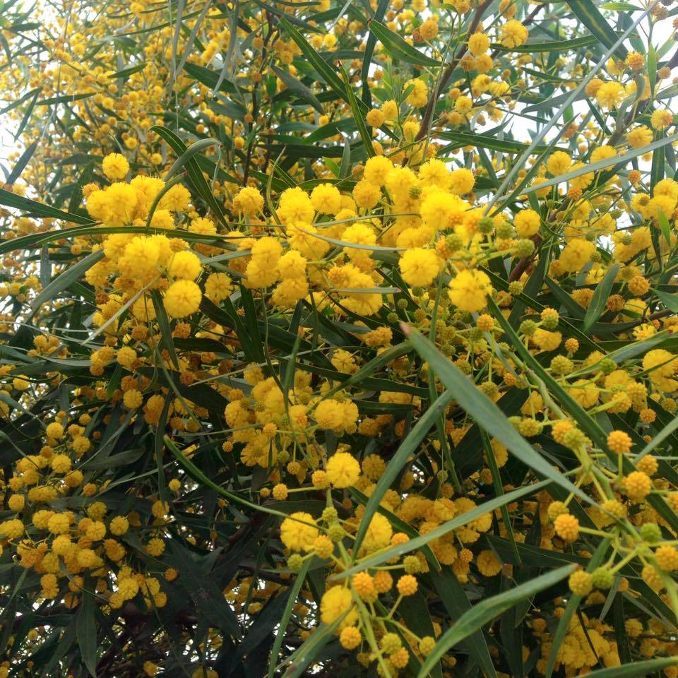 Tüplü Kokulu Mimoza Ağacı (Acacia retinoides) Fidanı (80-130 cm)