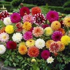 Büyük İri Çiçekli Karışık Mixed Dahlia Yumrusu (5 adet)