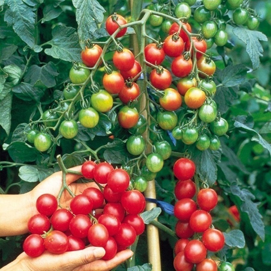Doğal Kokteyl  Sırık Domates Fidesi (5 adet)