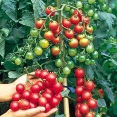 Doğal Kokteyl  Sırık Domates Fidesi (5 adet)