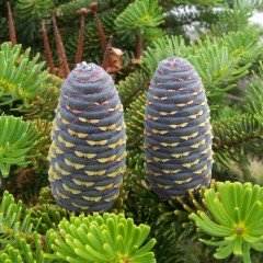Tüplü Doğu Karadeniz Göknarı (Abies nordmanniana) Fidanı (90-120 cm)