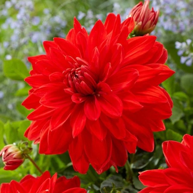 Büyük İri Çiçekli Red Neo Dahlia Yumrusu (1 adet)