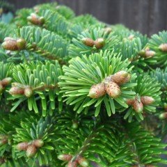 Tüplü Doğu Karadeniz Göknarı (Abies nordmanniana) Fidanı (160-200 cm)