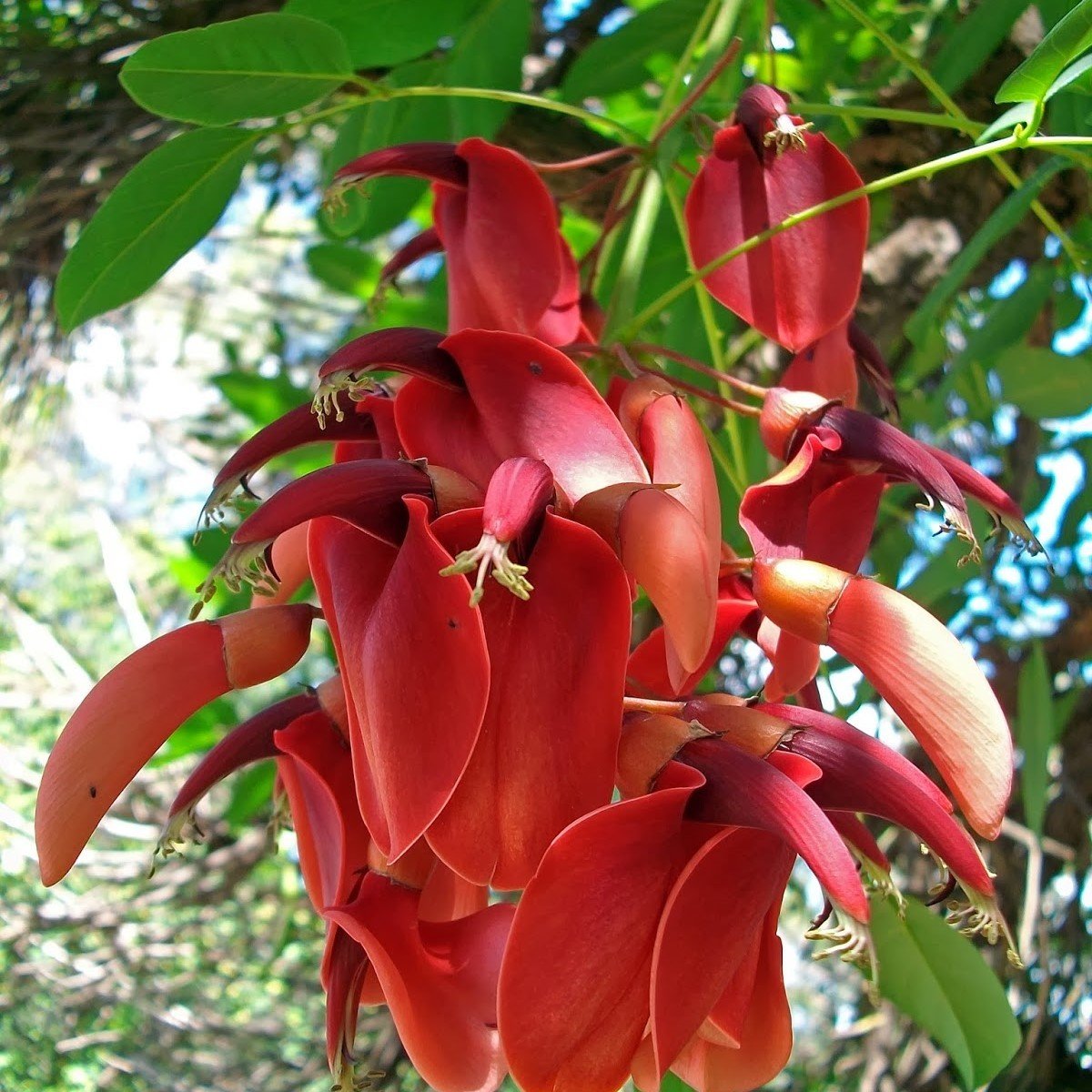 Özel Erythrina Crista Galli Mercan Ağacı Fidanı Özel Çeşit (60-100 cm)
