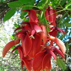 Özel Erythrina Crista Galli Mercan Ağacı Fidanı Özel Çeşit (60-100 cm)