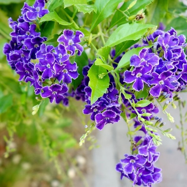 Mor Duranta Erecta Ağaç Menekşesi Fidanı (80-120 cm)