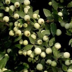 Tüplü Şifalı Beyaz Yaban Mersini Murt(Hambeles)Fidanı