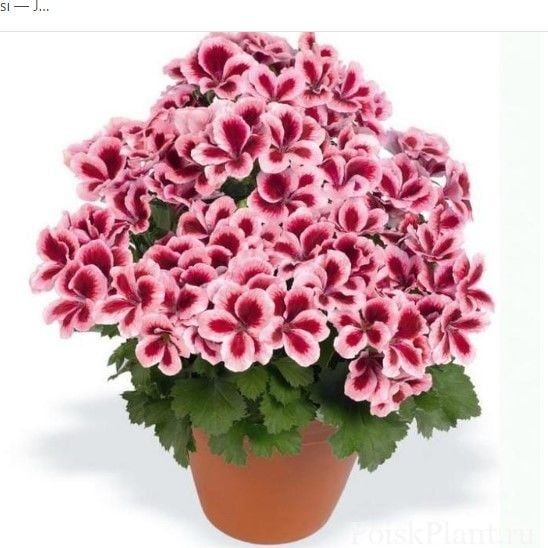 Aristo Strawberry Cream Sardunya Canan Çiçeği Fidesi (2 adet)