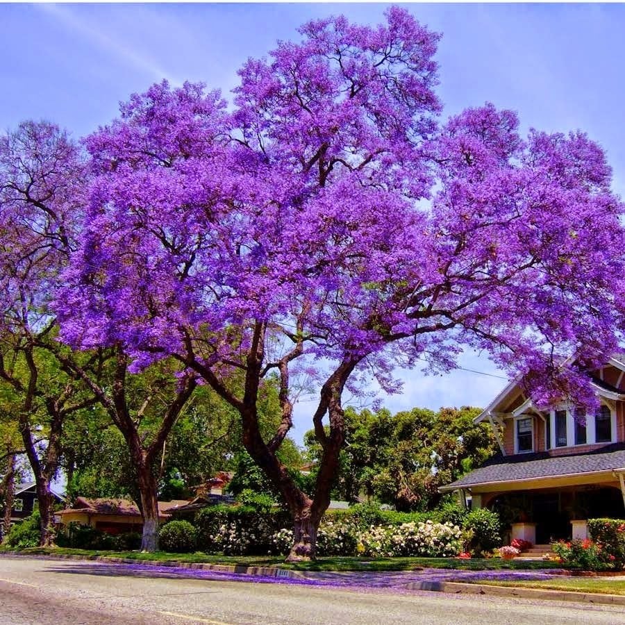 Tüplü Jacaranda (Jakaranda) Ağacı Fidanı (100-150 cm)