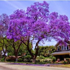 Tüplü Jacaranda (Jakaranda) Ağacı Fidanı (100-150 cm)