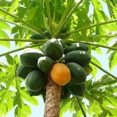 Tüplü Papaya(Ağaç Kavunu) Fidanı(150-250 cm) Meyve Verme Yaşında