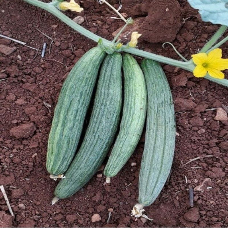 Doğal Black Kantarcı Acur Tohumu (50 Tohum)