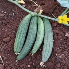 Doğal Black Kantarcı Acur Tohumu (50 Tohum)