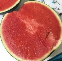 Nostalji Siyah Karpuz Fidesi (5 adet)