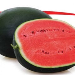 Alaturka Sulu Az Çekirdekli Karpuz Fidesi (5 adet)