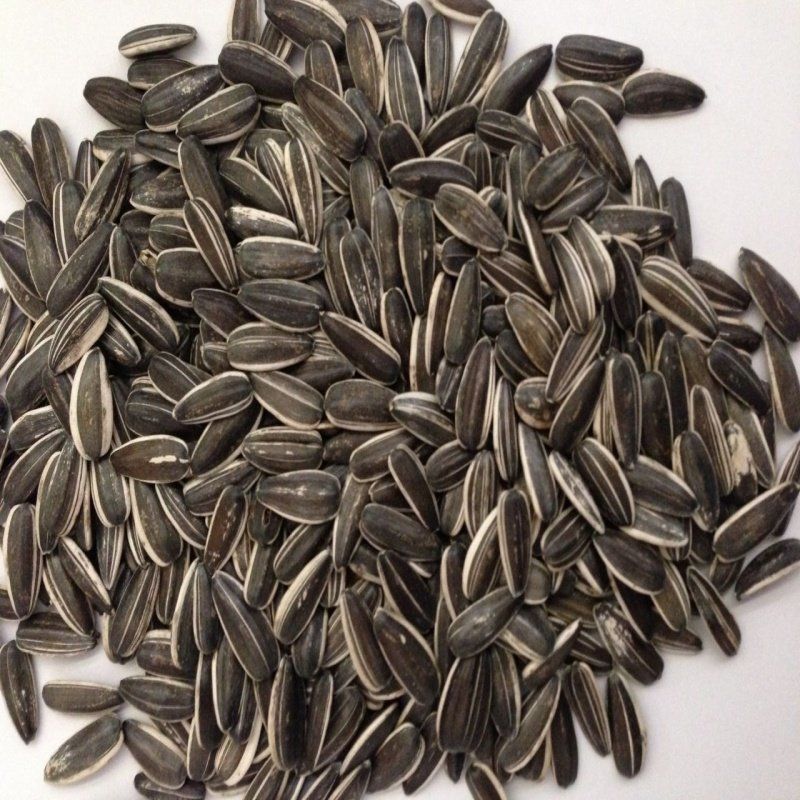 Siyah Çerezlik Çitlemelik Ayçiçeği Çekirdek Tohumu (5 KG)