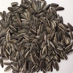 Siyah Çerezlik Çitlemelik Ayçiçeği Çekirdek Tohumu (5 KG)