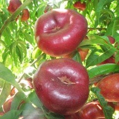 Tüplü Aşılı Özel Ürün Nadir Basık Yassı Nektarin Fidanı