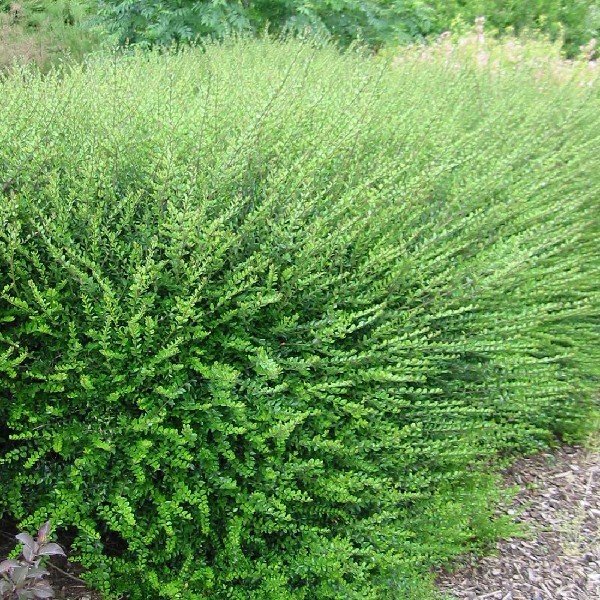 Bodur Lonicera Pileata Hanım Eli Fidanı