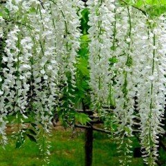 Tüplü Özel Çeşit Yoğun Kokulu Wisteria Floribunda Alba Beyaz Mor Salkım Fidanı