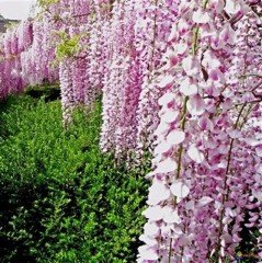 Tüplü Özel Çeşit Yoğun Kokulu Wisteria Floribunda Alba Beyaz Mor Salkım Fidanı
